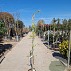 Wisteria brach. 'Showa-beni' 175-200 cm 10L