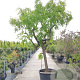 Ziziphus jujuba 140 cm stam container 40-50 bol