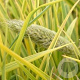 Alopecurus pra. 'Aureovariegatus' GM P9