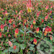 Aquilegia can. 'Little Lanterns' GM P9