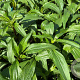 Echinacea p. 'Hot Papaya' GM P9