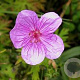 Geranium sobol. 'Butterfly Kisses' GM P9