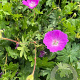Geranium sang. 'New Hampsh. Purple' GM P9