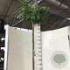 Ginkgo bil. 'Mariken' 200 cm stam 15L 1 jaar
