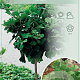 Ginkgo bil. 'Mariken' 200 cm stam 15L 1 jaar