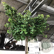 Ginkgo bil. 'Mariken' 200 cm stam 15L 1 jaar