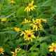 Heliopsis h. 'Burning Hearts' GM P9