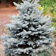 Picea pungens Super Blue Seedling 100-125 cm met kluit solitair