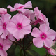 Phlox (P) 'Landhochzeit' GM P9