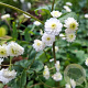 Ranunculus aconit. 'Pleniflorus' GM P9