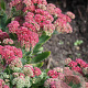 Sedum telep. 'Munstead Dark Red' GM P9