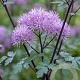 Thalictrum 'Purplelicious' GM P9