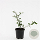 Chaenomeles sup. 'Red Trail' GM C1.3