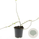Chaenomeles sup. 'Red Trail' GM C1.3