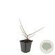 Cotoneaster horizontalis GM P9