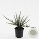 Cotoneaster m. 'Tanja' GM C1.3