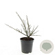 Cotoneaster m. 'Tanja' GM C1.3