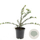 Cotoneaster nanshan 'Boer' GM C1.3