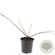 Cotoneaster nanshan 'Boer' GM C1.3