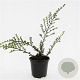 Cotoneaster nanshan 'Boer' GM C1.3