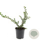 Cotoneaster nanshan 'Boer' GM C1.3