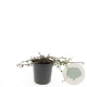 Cotoneaster pr. 'Streib's Findling' GM C1.3