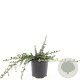 Cotoneaster pr. 'Streib's Findling' GM C1.3