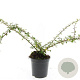 Cotoneaster suec. 'Skogholm' GM C1.3