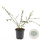 Cotoneaster suec. 'Skogholm' GM C1.3