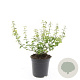 Euonymus fort. 'Emerald 'n' Gold' GM C1.3