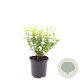 Euonymus fort. 'Emerald 'n' Gold' GM C1.3
