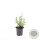 Rosmarinus officinalis GM C1.3