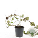 Rubus tricolor GM C1.3