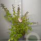 Kolkwitzia amabilis 30-40 cm 3,0L