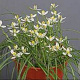 Albuca humilis GM P9