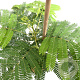 Albizia julibr. Ombrella 80-100 cm 7,5L