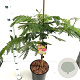 Albizia julibr. Ombrella 80-100 cm 7,5L