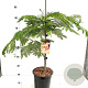 Albizia julibr. Ombrella 80-100 cm 7,5L