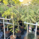 Albizia julibr. 'Pos 1' 125-150 cm 10L
