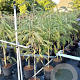 Albizia julibr. 'Pos 1' 125-150 cm 10L