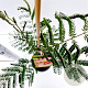 Albizia julibr. 'Pos 1' 40-50 cm 3,0L