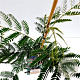 Albizia julibr. 'Rouge de Tuilière' 60-80 cm 3,0L