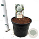 Allium stipitatum 'White Giant' gm 4,0L