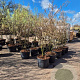 Amelanchier lamarckii 175-200 cm 20L meerstammig