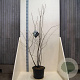Amelanchier lamarckii 175-200 cm 20L meerstammig
