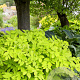Aralia cordata 'Sun King' GM P9