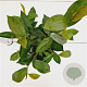 Aronia melanocarpa 'Hugin' 30-40 cm 2,5L
