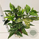 Aucuba jap. 'Crotonifolia' 40-60 cm 7,5L
