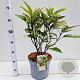 Aucuba jap. 'Crotonifolia' 40-60 cm 7,5L