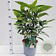 Aucuba jap. 'Variegata' 50-60 cm 7,5L
